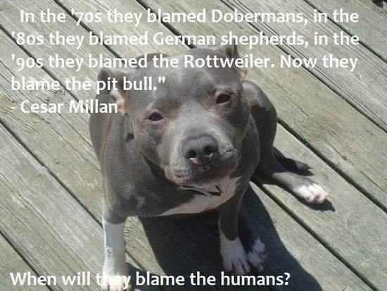 imagesblame-humans.jpg