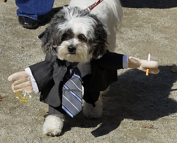 imagesdapper_20dog.jpg