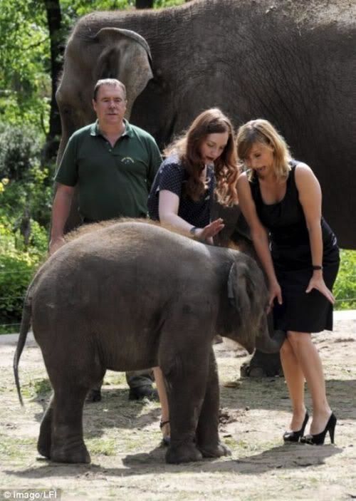 imageselephant-upskirt.jpg