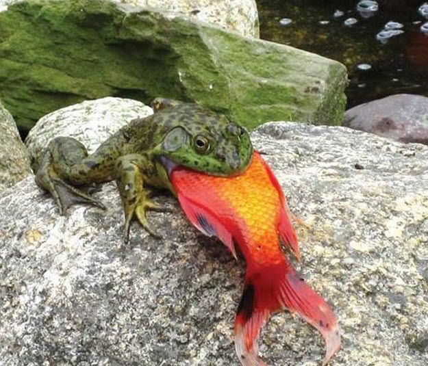 imagesfrog-w-fish.jpg