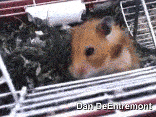 imageshamster-from-Hell.gif