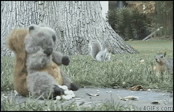 imagesninja-squirrel.gif