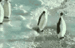 penguin_slap.gif